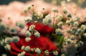 unsplash-sevgililer-gunu-cicekleri-ozel-gunler